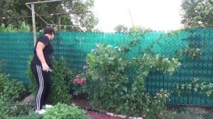 Как обрезать плетистые розы после цветения