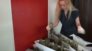DIY: Идея создания композиции из кактусов. Мои любимые кактусы.
