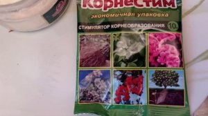 Черенкование гвоздики вегетативной ампельной 11.10.21