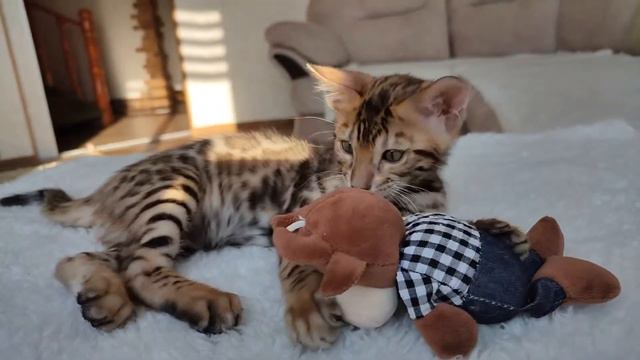 Чудесный котёнок бенгальской породы