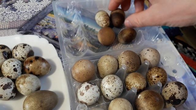 Перепелиные яйца, какими они могут быть? смотреть онлайн