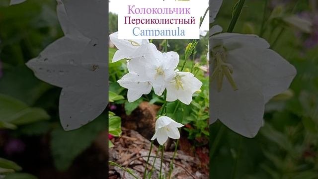 Колокольчик персиколистный.