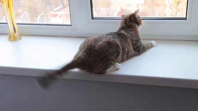 кошка машет хвостом