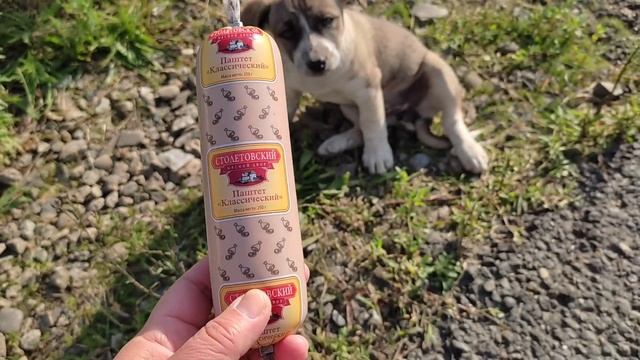 Прогулка по Лазаревскому в день отъезда/ Попрощались с щенками/ часть 1