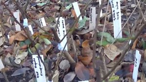 какие сорта  груш  можно выращивать в  сибири