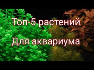 Топ-5 растений для аквариума