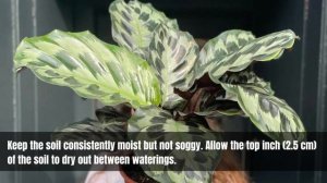 Calathea Helen Kennedy | Calathea Dressleri | Dressler's Calathea