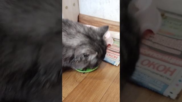 наш котёнок кушает ❤️❤️❤️