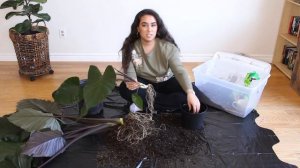 HOW TO REPOT AND DIVIDE AN ALOCASIA PLANT ft. Alocasia  Metalhead