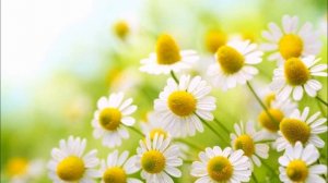 А.В.Клюев - Реинкарнация, Кармический Урок, Прошлые Жизни и Настоящее