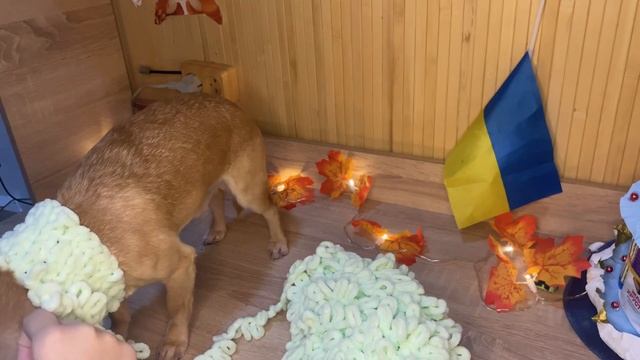 Туториал (DIY) на шапку (балаклаву) из пряжи Ализе Пуффи (Alize Puffy) для питомцев . смотреть онлайн