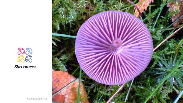 Amethyst deceiver (Laccaria amethystina) | Lookalikes | Practical Short Profile | Shroomers смотреть онлайн