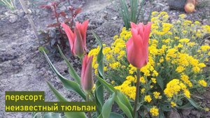ОБЗОР МОИХ НОВЫХ СОРТОВ ТЮЛЬПАНОВ 2023/ new varieties of tulips