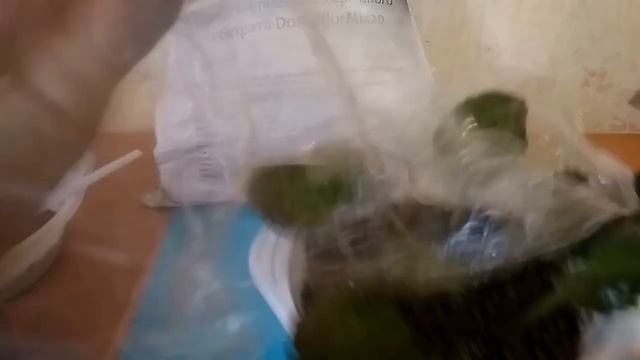 Субстрат "Домофлор" для фиалок - отзывы смотреть онлайн