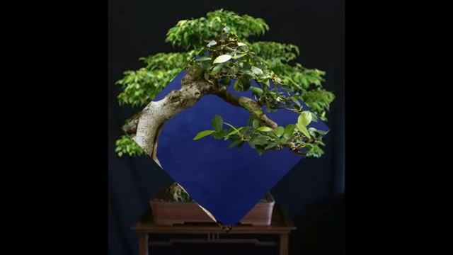 Ginseng Ficus: The Perfect Bonsai Tree for the Beginner смотреть онлайн