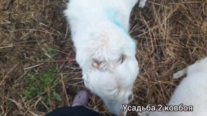 Сенник-кормушка для коз.