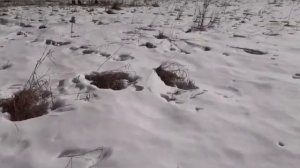 Содержание семей по методу С.Гопка, приостаноалено.