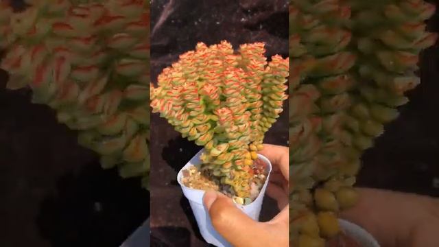 Crassula Tom Thumb succulents suculentas wholesalesucculents