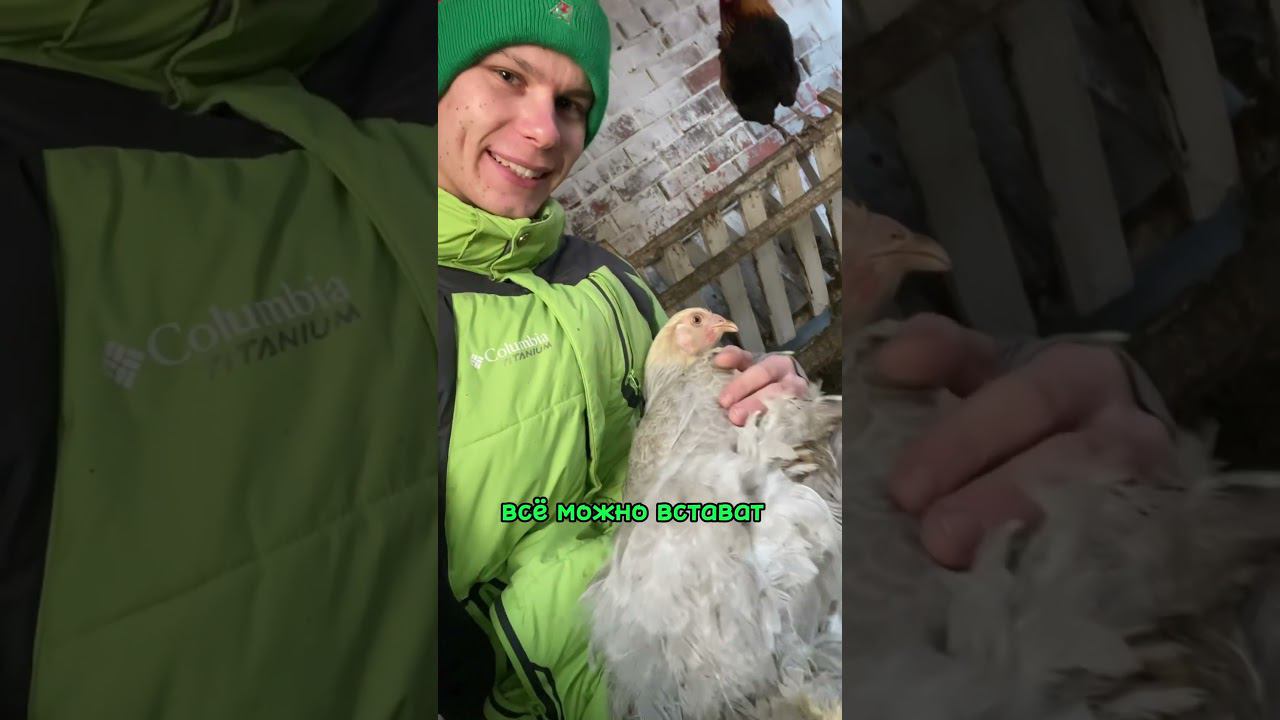 Довёл куриц до стресса Курочки такого не ожидали смотреть онлайн