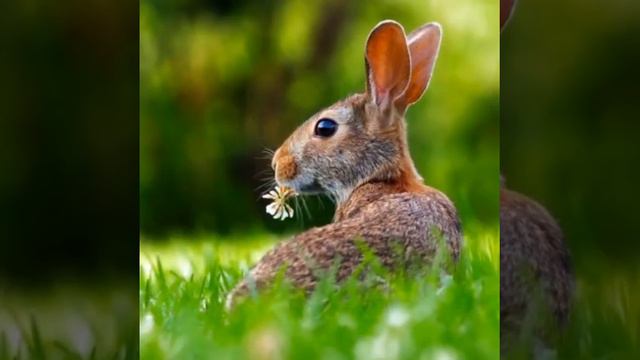 Самые красивые и необычные животные смотреть онлайн
