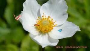 Анемона лесная (anemone sylvestris) ? лесная анемона обзор: как сажать, саженцы анемоны