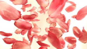Футаж лепестки роз падающие. Заставка. Лепестки Розы - Бесплатно скачать. Download - Rose petals