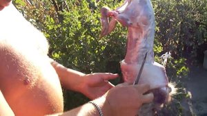 Убой нутрии