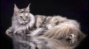 ИСТОРИЯ ПОРОДЫ МЕЙН-КУН! Легенды и слухи