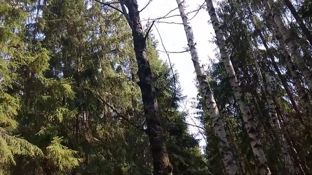 Лесная кузница