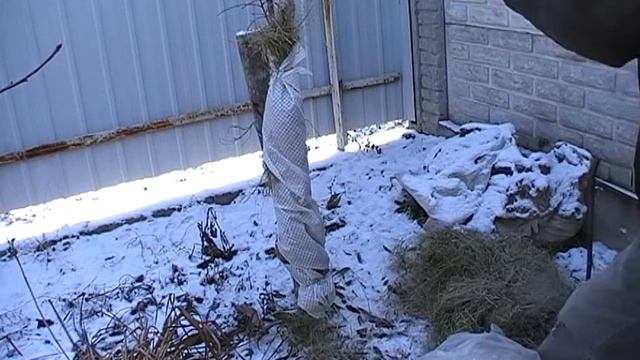 Укрытие миндаля на зиму