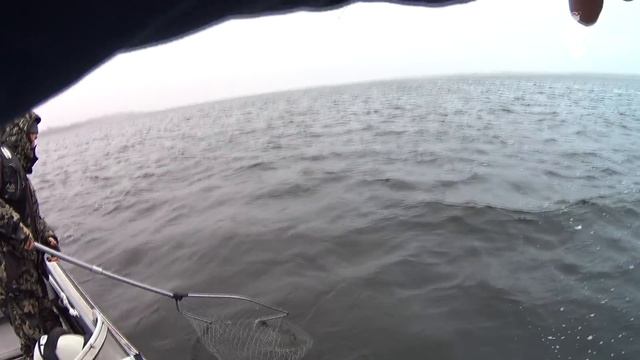 Спиннинг для смелых неожиданностей. Обзор EverGreen Squidlaw Imperial NIMS-75MH смотреть онлайн