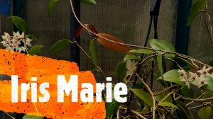 Fast Grower Hoya - Hoya Iris Marie