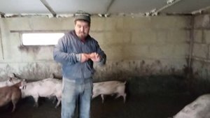 Не смог обмерять! ОНИ как ДИКИЕ. 4 месяца откорма свиней. Свиноводство.