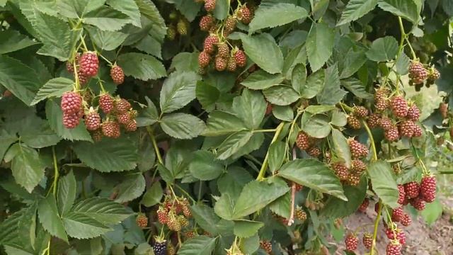 Как красиво цветет Гибискус/Как хорошо плодоносит Еживика. смотреть онлайн