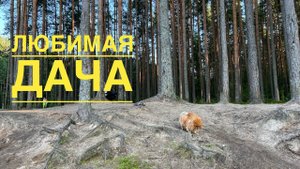 ГОТОВЛЮ ЛОХИКЕЙТО. КУПАЕМСЯ С ТАФФКОЙ. ОПЯТЬ РИСУЮ . ДАЧНЫЙ ВЛОГ ИЗ ПЕТЕРБУРГА