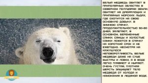 Мир малышам. Белый медведь