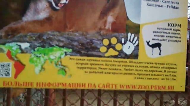 Пермский зоопарк. Пума ??Я за него. смотреть онлайн