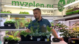 Необычная зелень, которую я вырастил в домашних условиях. Микрозелень.