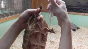 Как сделать укол черепахе ч.1