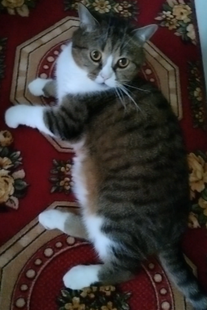 Смешной кот. 3 Shorts