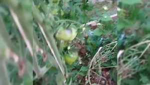 Обзор томатов Чёрная магия , Сержант Пепперс (бронза) и Белое сердце .