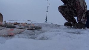 Первый лед.Братское водохранилище. Рыбалка на балансир Рапала.