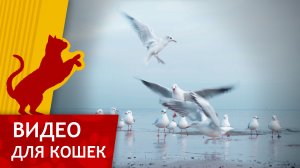 Видео для кошек - Чайки на пляже (Развлеки своего кота)