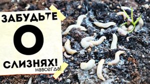 Это избавит от слизней за копейки на всех овощах и цветах! Лучший способ борьбы со слизнямИ!