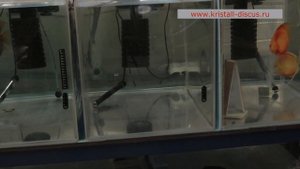 ДИСКУСЫ. Aquarists of Russia И вновь нерестовая вода и нерест дискусов.