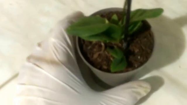 Мой редкий микроб-ионопсис смотреть онлайн