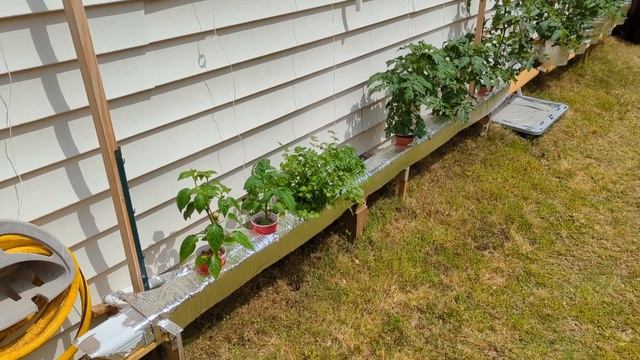 Dwarf томаты, клубника, зелень - все на гидропонике. 1 Мая. смотреть онлайн