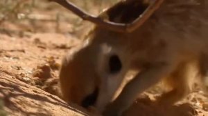 СУРИКАТЫ - ОЧЕНЬ МИЛЫЕ И СМЕШНЫЕ ЖИВОТНЫЕ!