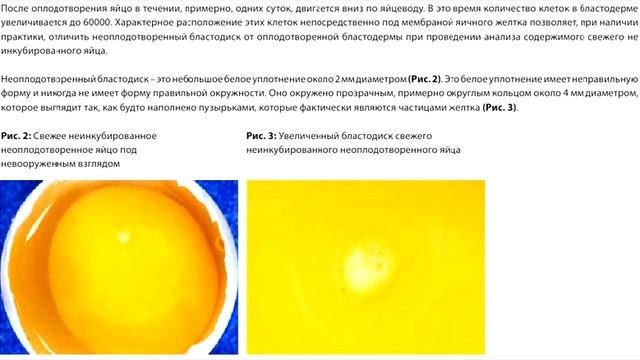 Проверка яиц на оплод ДО инкубации простой способ.