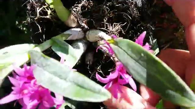 Super long-lasting Orchids - Dendrobium bracteosum & Dendrobium tannii смотреть онлайн